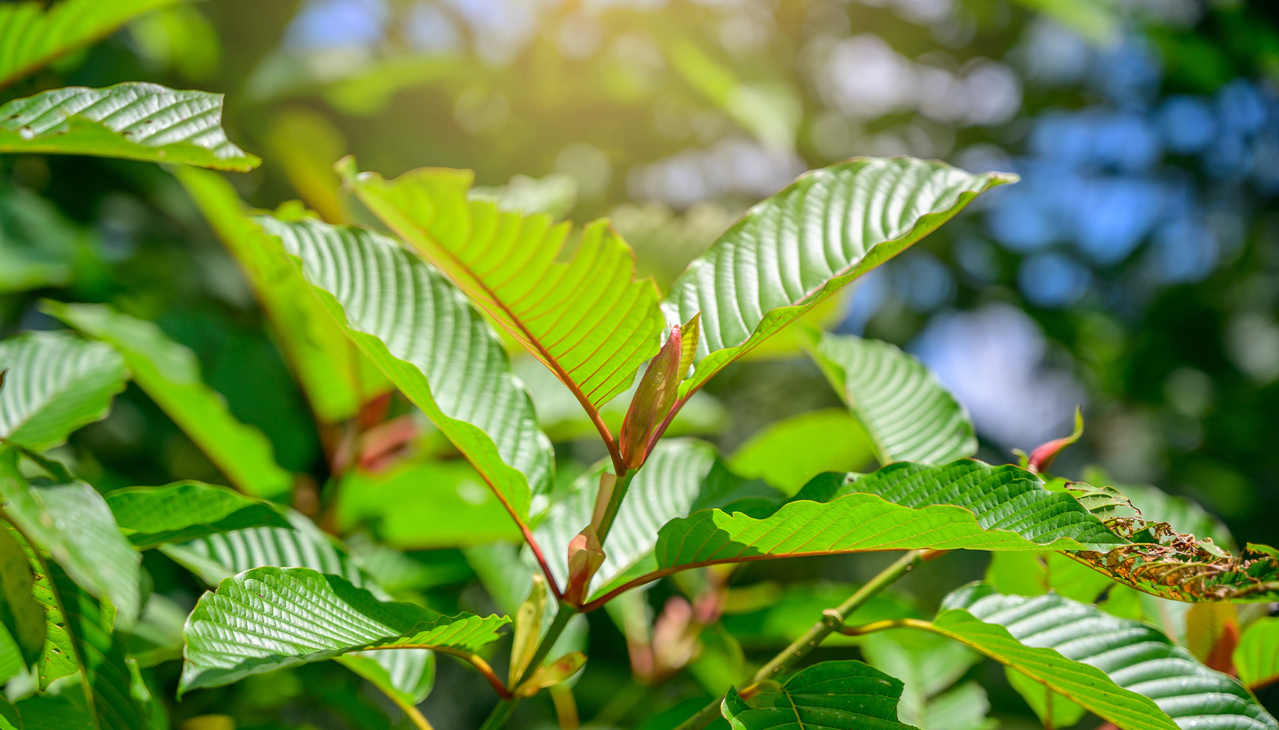 
types of kratom