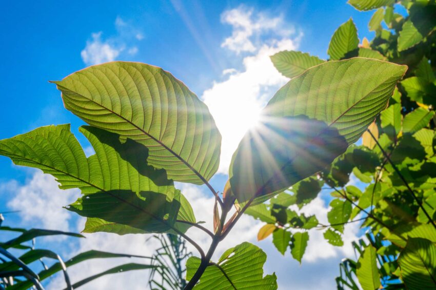 types of kratom